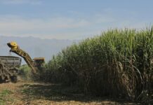 Lluvias y gas retrasan la zafra azucarera en Tucumán