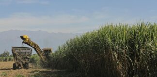 Lluvias y gas retrasan la zafra azucarera en Tucumán